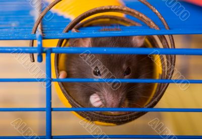 Here nobody will get it