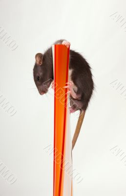 Baby rat is on a top of vase