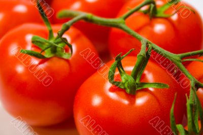 fresh tomatoes