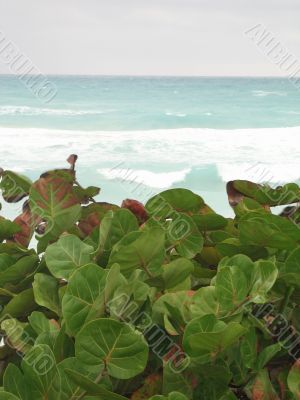 blue tropical ocean view