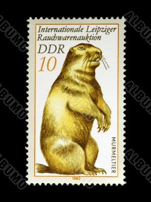 Marmot on Stamp from East Germany