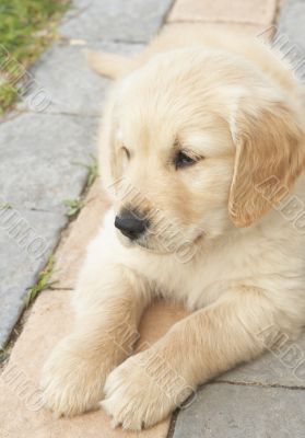 Small golden retriever puppy