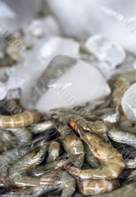 shrimps
