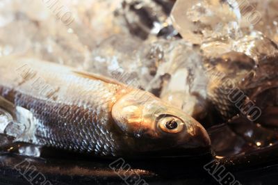 Fresh fish