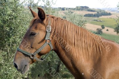 Brown horse in profile in Tuscany