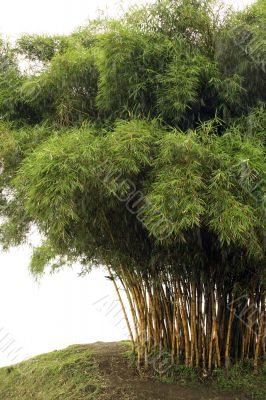 Bamboo trees