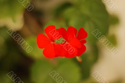 Red Flowers