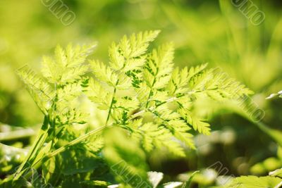 Plant Detail - Green Composition