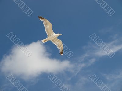 Gull in the sky