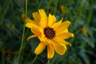 Orange Flower