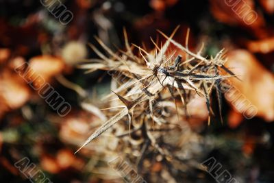 Thorns