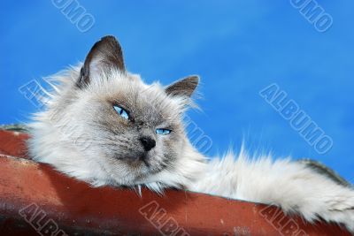 Lazy Cat