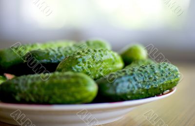 fresh cucumbers