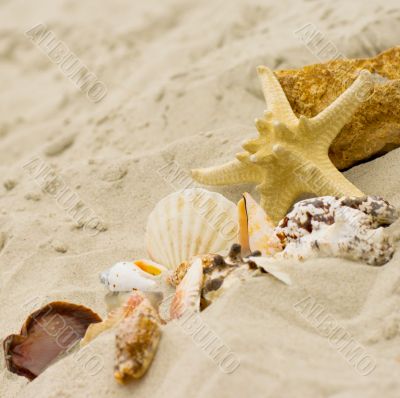 starfish and shells