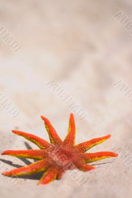red starfish