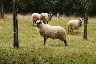Sheep