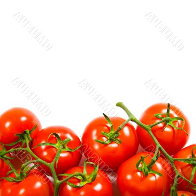 fresh tomatoes