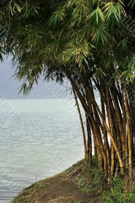 Bamboo trees