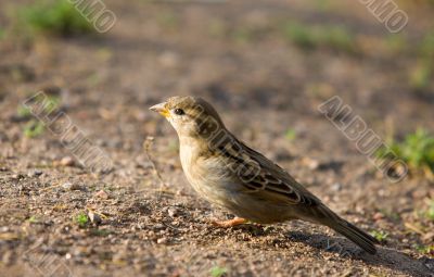 Portrait of a sitting sparrow