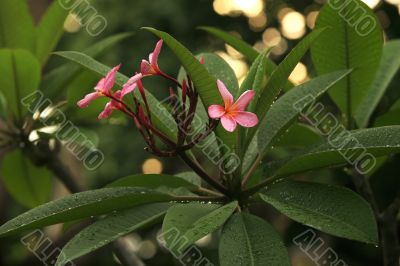 Tropical flowers