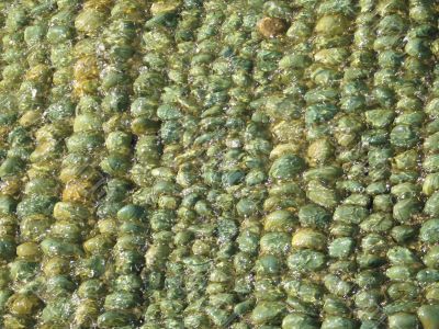 green pebbles under water