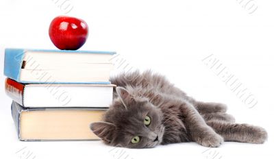 cat with books