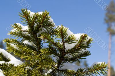Fir tree branch covered with snow