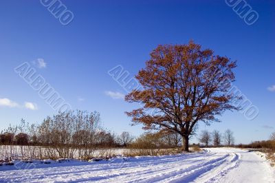 Winter country road