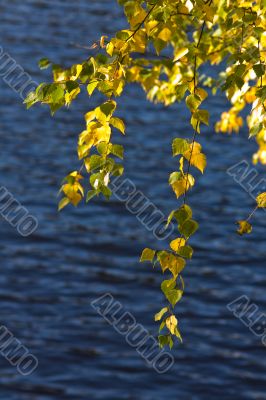 Foliage of an autumn birch