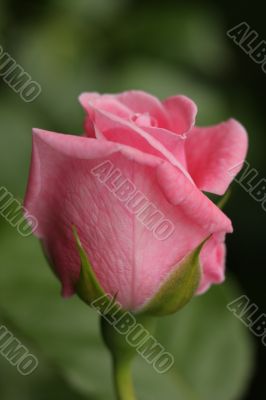 Pink rose closeup