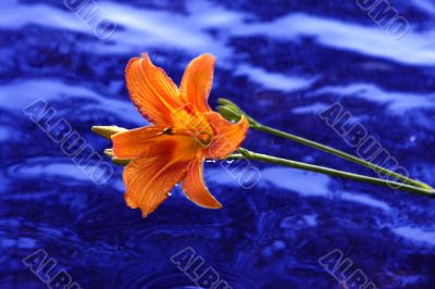 Orange lily