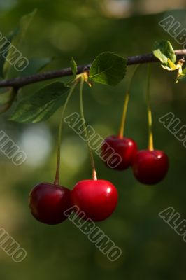 Cherries