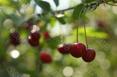 Cherries on a brunch