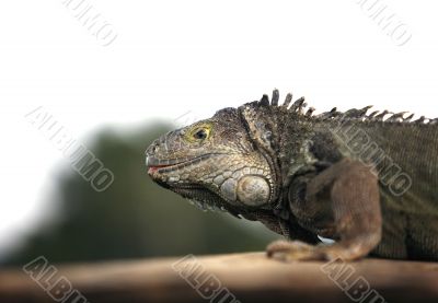Varan