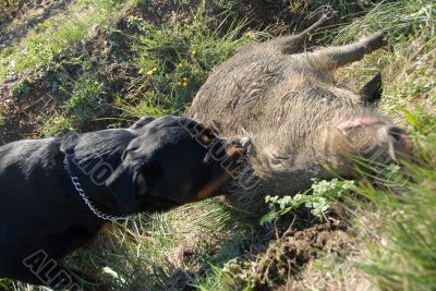 dead boar and dog
