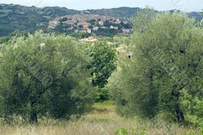 Panoramic view of Seggiano, in Tuscany