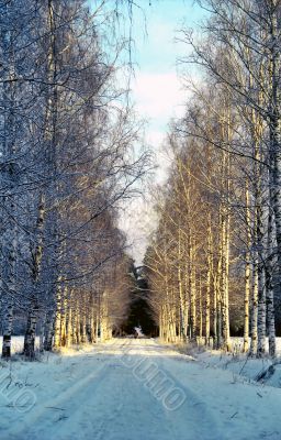  Birche alley in winter park