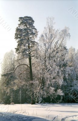 Hoarfrosted birch and pine tree