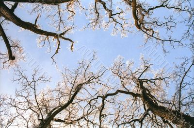 Hoarfrosted oak tree branches