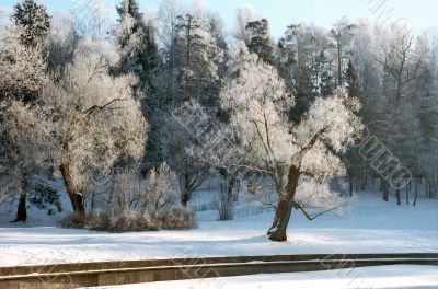 Hoarfrosted trees in winter morning