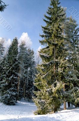 Picturesque fir tree in winter
