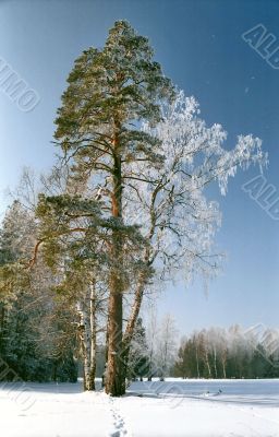 Pine tree and hoarfrosted birch
