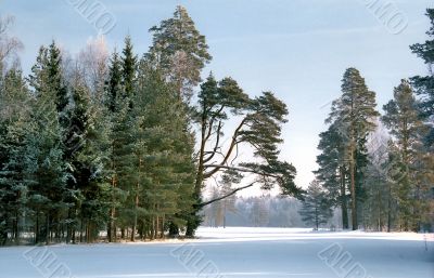Pine trees in winter park