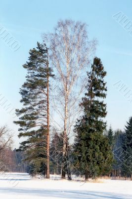 Three winter trees
