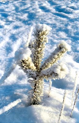 Small snowed pine tree