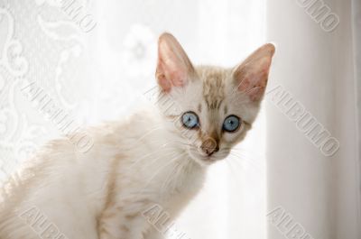 Bengal Kitten