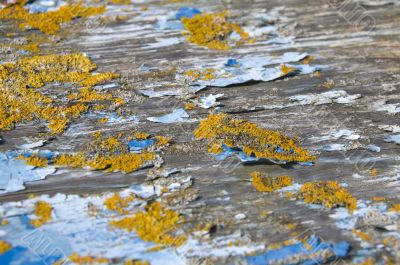 Peeling paint