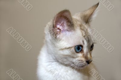 Kitten