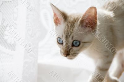 Bengal Kitten