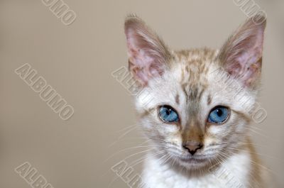 Kitten
